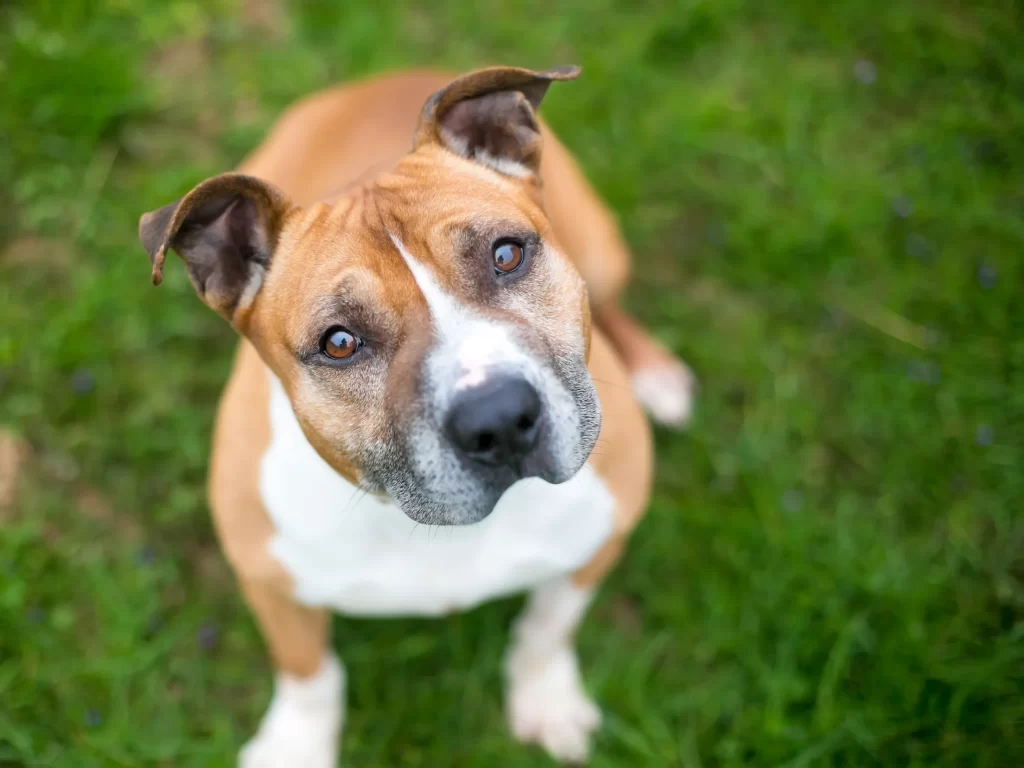 Pitbull Dog Bite Lawyer